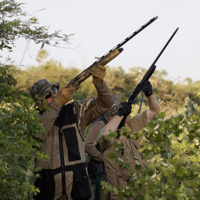 Fellowship Adventures Bolivia Dove Hunting Adventure